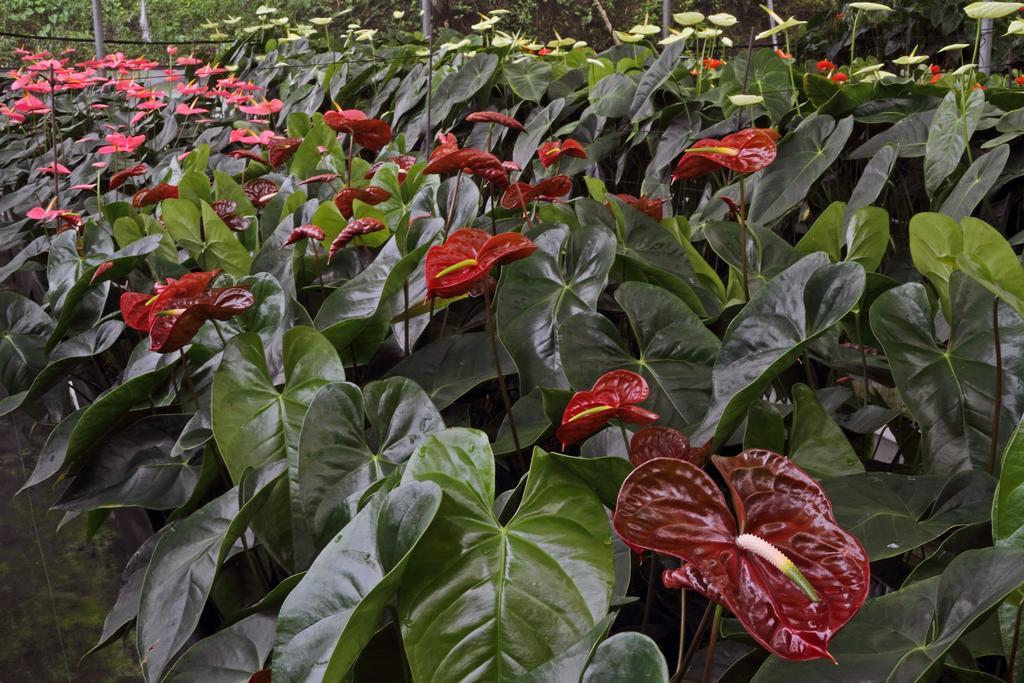 Finca Hamburgo La Ruta Del Cafe Tuzantan Buitenkant foto